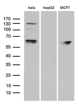 FUBP3 Antibody (aa2-572, clone OTI6B5)