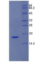 Mouse NOS1 / nNOS Protein (Recombinant His, N-Terminal)