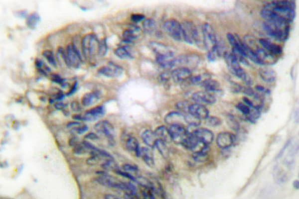 CYCS / Cytochrome c Antibody (His19)