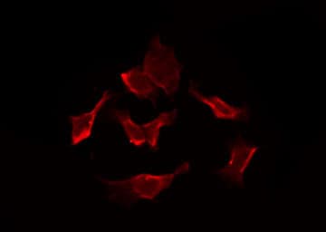 SLC5A6 / SMVT Antibody