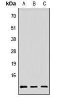 PAGE3 Antibody (Internal)