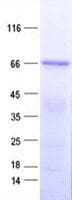 Human ZNF572 Protein (Recombinant His, N-Terminal)