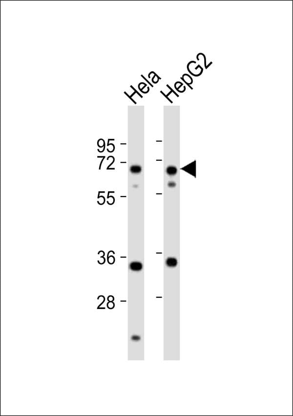 NEI3 / NEIL3 Antibody
