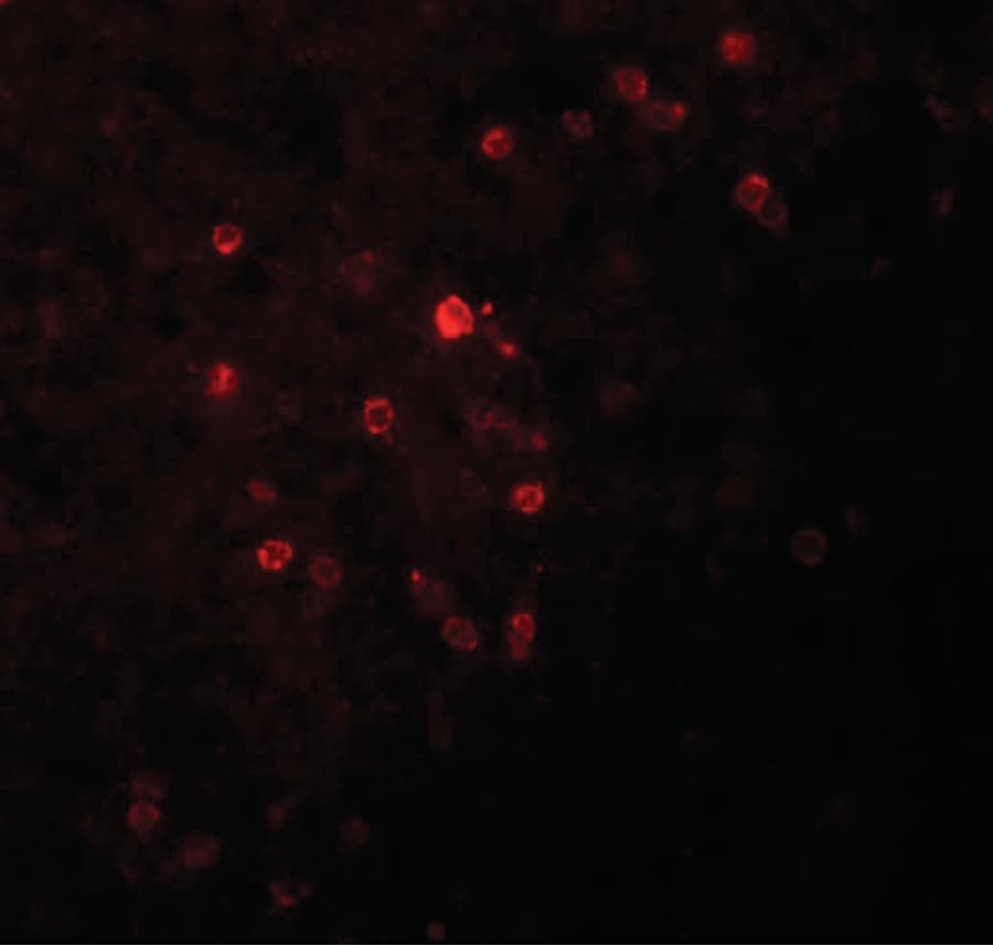 IHC-plus™ TSPAN9 Antibody
