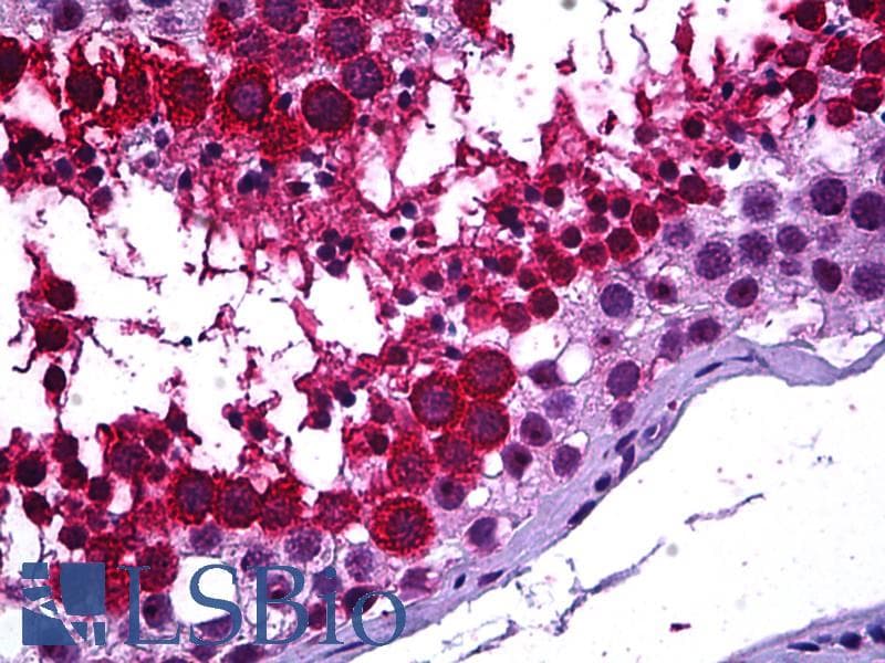 IHC-plus™ GALR3 / Galanin Receptor 3 Antibody (aa349-362)