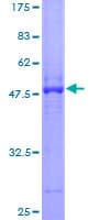 Human PON2 Protein (Recombinant GST)