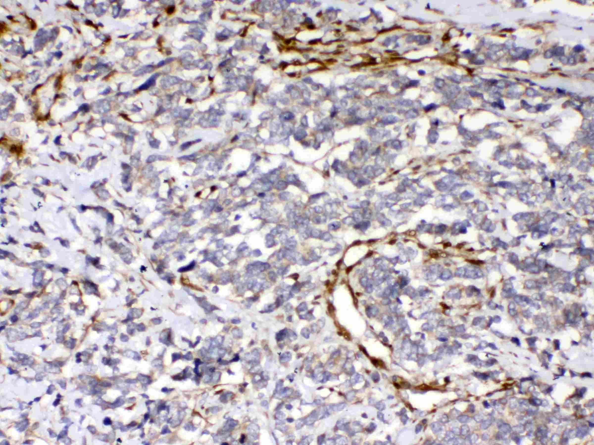 CYGB / Cytoglobin Antibody