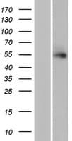 TTLL13 Protein (Over-Expression Lysate Myc-DDK (Flag))