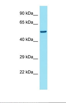 Polyclonal Rabbit anti-Mouse PREPL Antibody (aa487-536, WB)