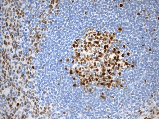EZH2 Antibody (aa182-431, clone UMAB264, Carrier-free)