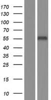 PSG1 / CD66f Protein (Over-Expression Lysate Myc-DDK (Flag))