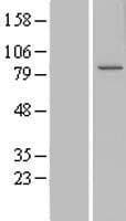 CCDC82 Protein (Over-Expression Lysate Myc-DDK (Flag))