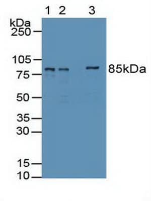 EZH2 Antibody (aa51-285, Biotin)