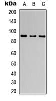 Polyclonal Rabbit anti-Human CATSPER1 / CATSPER Antibody (Internal, WB)
