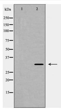 Polyclonal Rabbit anti-Human TNFSF10 / TRAIL Antibody (IF, WB)