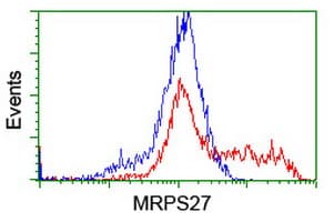 Monoclonal Mouse anti-Human MRPS27 Antibody (clone OTI3B9, IHC, WB)