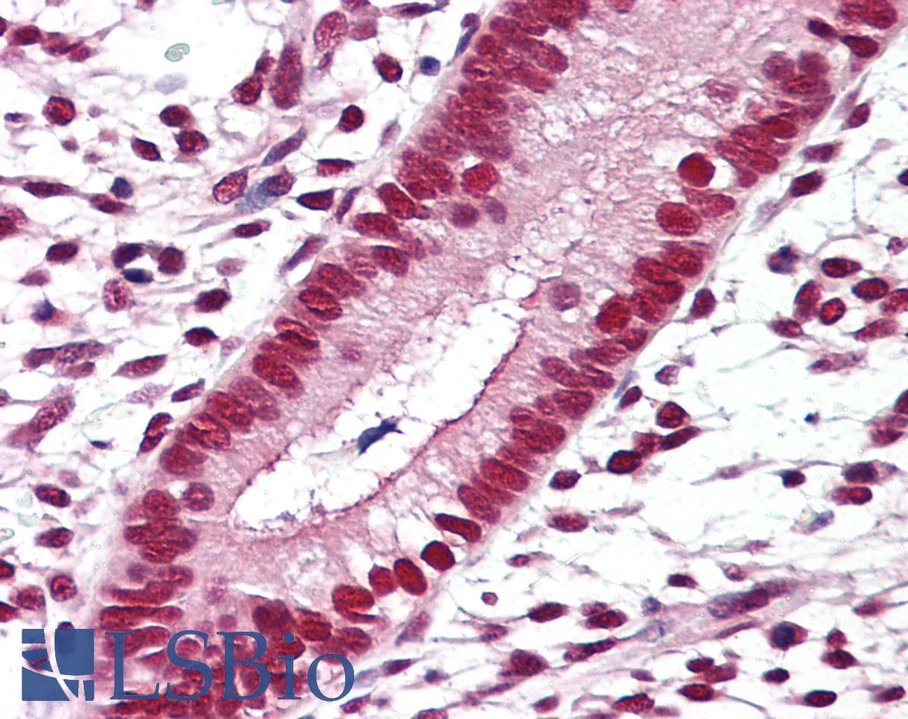 IHC-plus™ RXRB Antibody (Hinge Peptide)