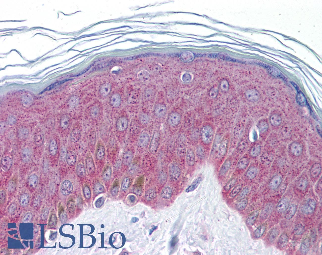 IL-33 Antibody (aa36-85)