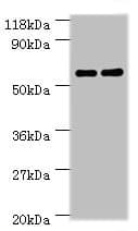Ces1c / Carboxylesterase 1C Antibody