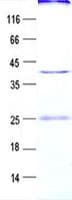 Human NDUFA11 / B14.7 Protein (Recombinant GST, N-terminus + His, C-terminus)