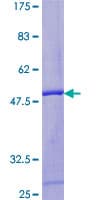 Human ZFAND1 Protein (Recombinant GST)
