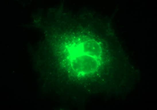 CLDN6 / Claudin 6 Antibody (clone OTI3E3)