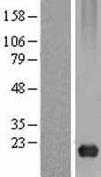 CAV3 / Caveolin 3 Protein (Over-Expression Lysate Myc-DDK (Flag))
