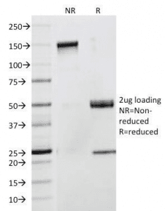 CD53 Antibody (clone 63-5A3, Azide-free, BSA-free)