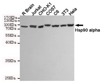 HSP90AA1 / Hsp90 Alpha A1 Antibody