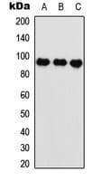 ARNT / HIF-1-Beta Antibody (N-Terminus)