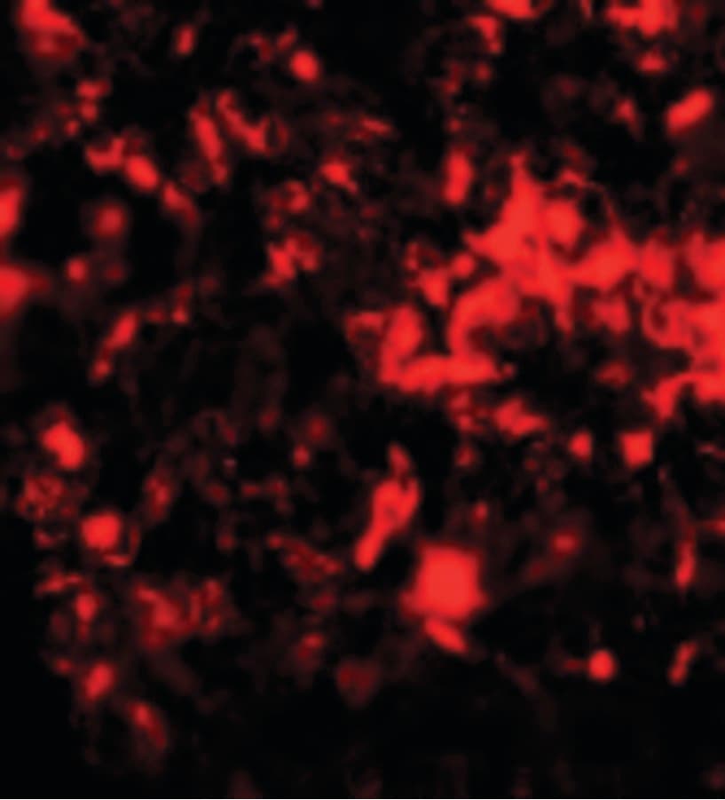 RNF8 Antibody