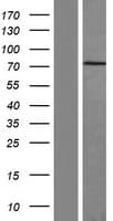 FN1 / Fibronectin Protein (Over-Expression Lysate Myc-DDK (Flag))