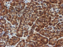 SCFD1 / SLY1 Antibody (clone OTI2E7)