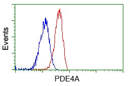 PDE4A / PDE4 Antibody (clone OTI7B11)