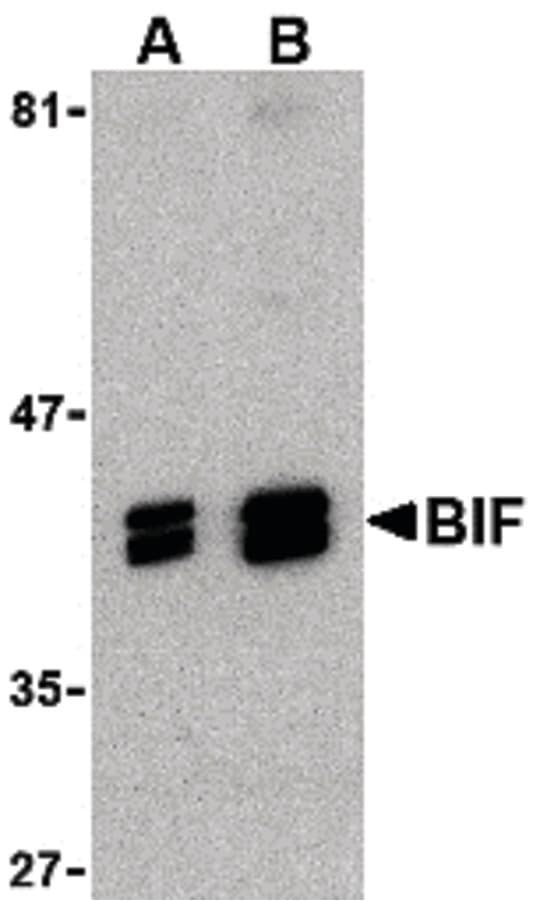IHC-plus™ Polyclonal Rabbit anti-Human SH3GLB1 / Bif / Endophilin B1 Antibody (IHC, WB)