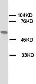 CHRNA1 Antibody (N-Terminus)