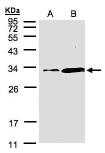 Polyclonal Rabbit anti-Human PITPNA Antibody (aa208-270, WB)