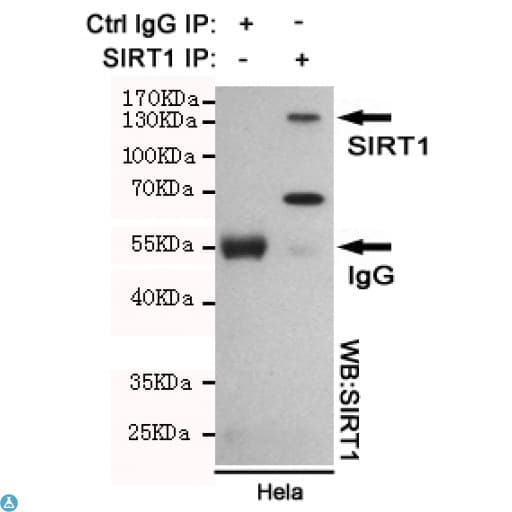 SIRT1 / Sirtuin 1 Antibody