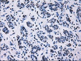 Monoclonal Mouse anti-Human ID3 Antibody (clone OTI15F4, IHC, IF, WB)