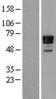 NAB2 Protein (Over-Expression Lysate Myc-DDK (Flag))