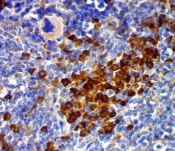 CD63 Antibody (clone MX-49.129.5, Ready-to-Use)