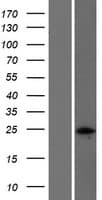 NPM2 Protein (Over-Expression Lysate Myc-DDK (Flag))