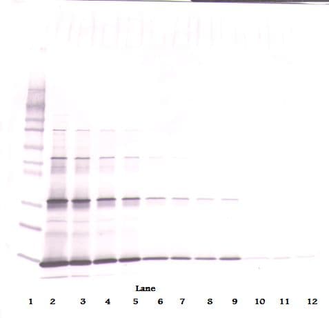 Leptin Antibody