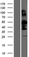 DMRTA1 Protein (Over-Expression Lysate Myc-DDK (Flag))