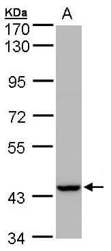 IHC-plus™ PEX13 Antibody