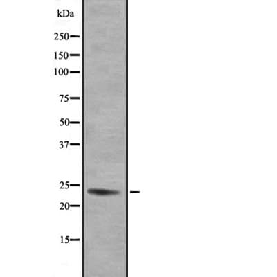 GEM / KIR Antibody