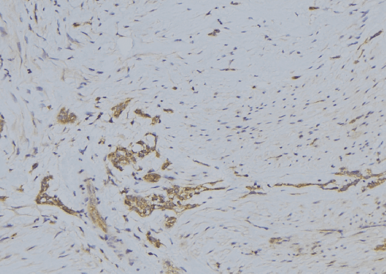 SERINC3 Antibody