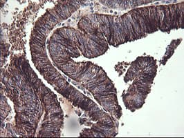 CHGA / Chromogranin A Antibody (clone OTI2F2)