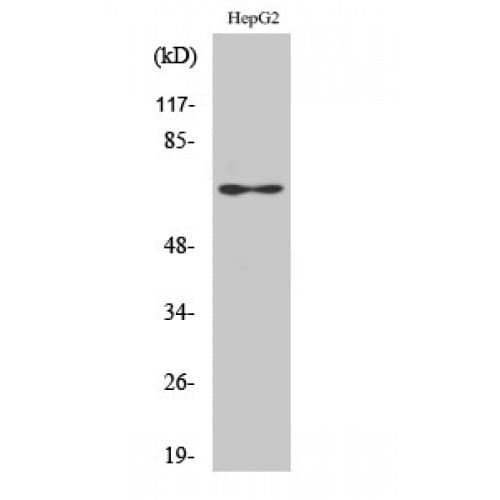 EPN2 Antibody (240-320 aa, Internal)
