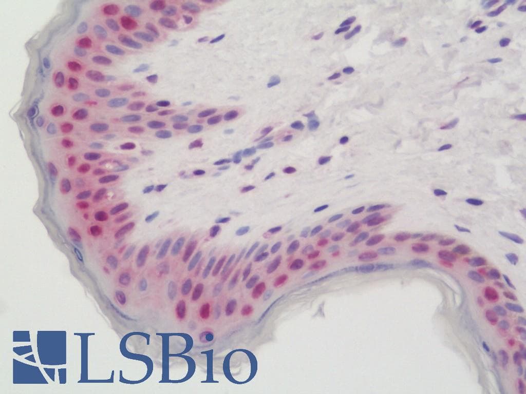 IHC-plus™ XBP1 Antibody (aa62-91)